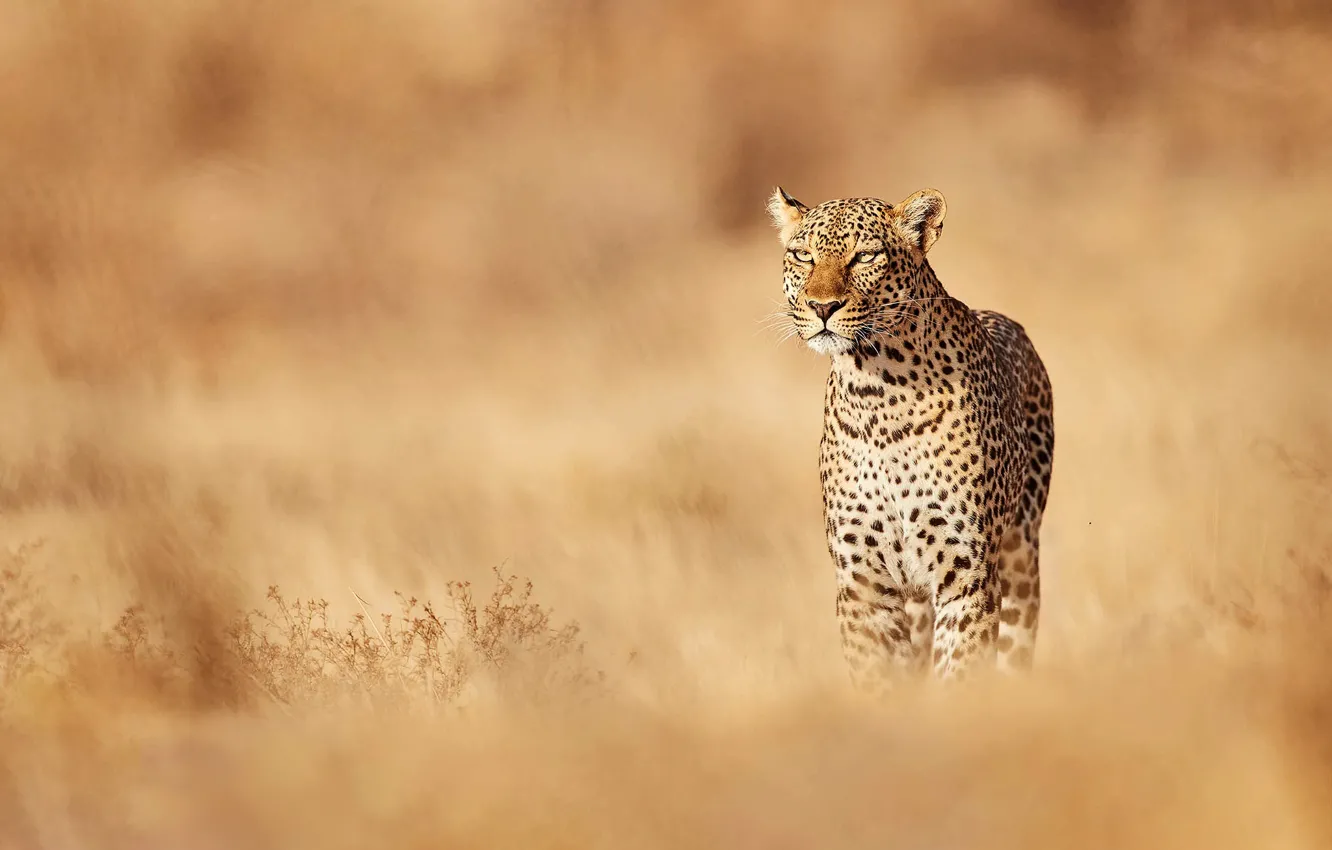 Photo wallpaper field, look, light, leopard, walk, bokeh
