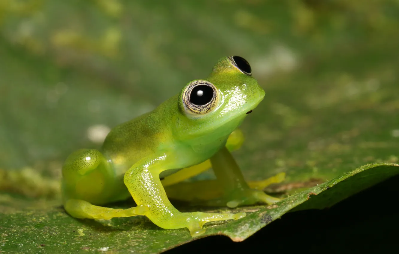 Photo wallpaper macro, green, background, leaf, frog