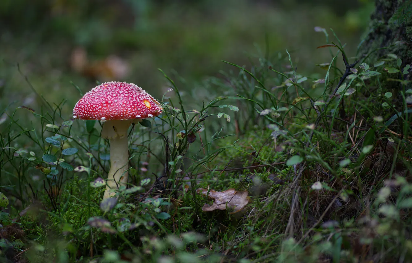 Photo wallpaper forest, nature, mushroom, a poisonous mushroom