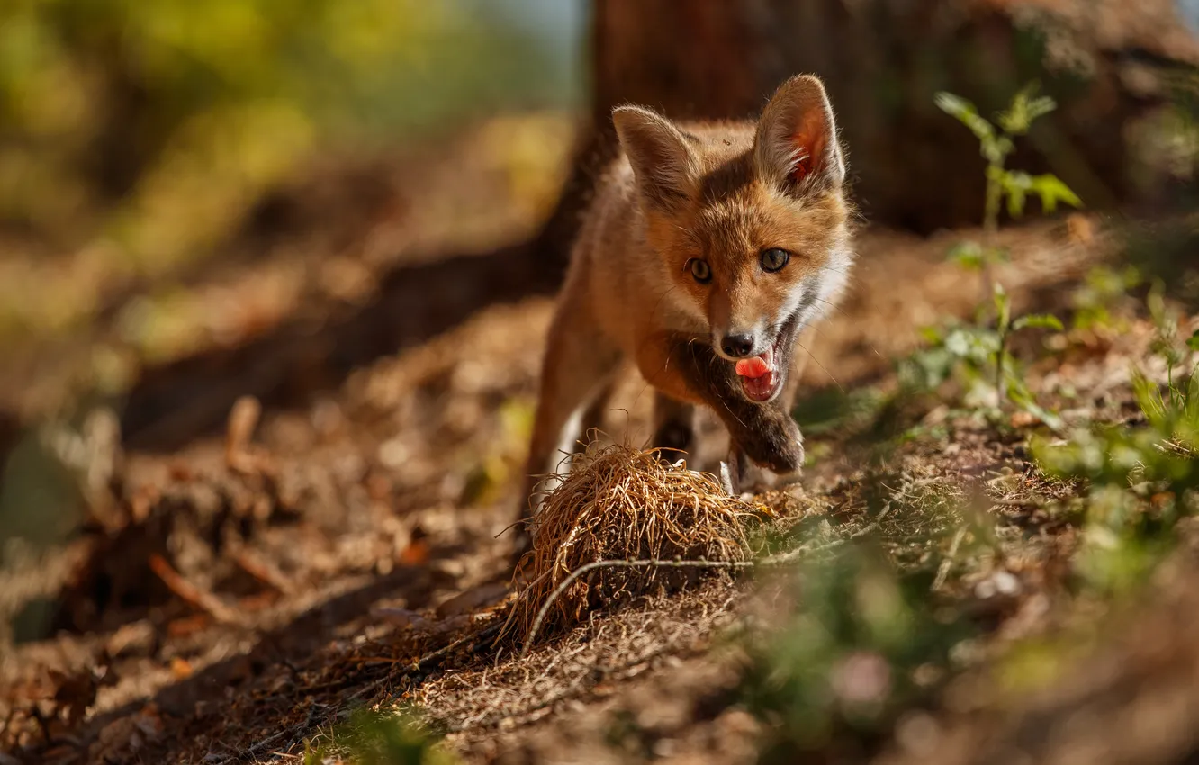 Photo wallpaper red, fox, foxes