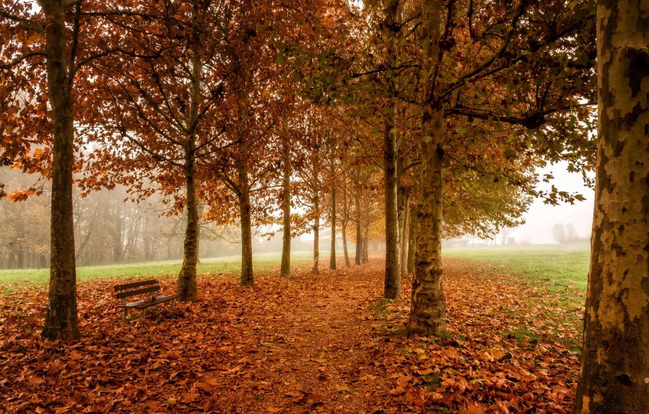 Photo wallpaper autumn, trees, bench