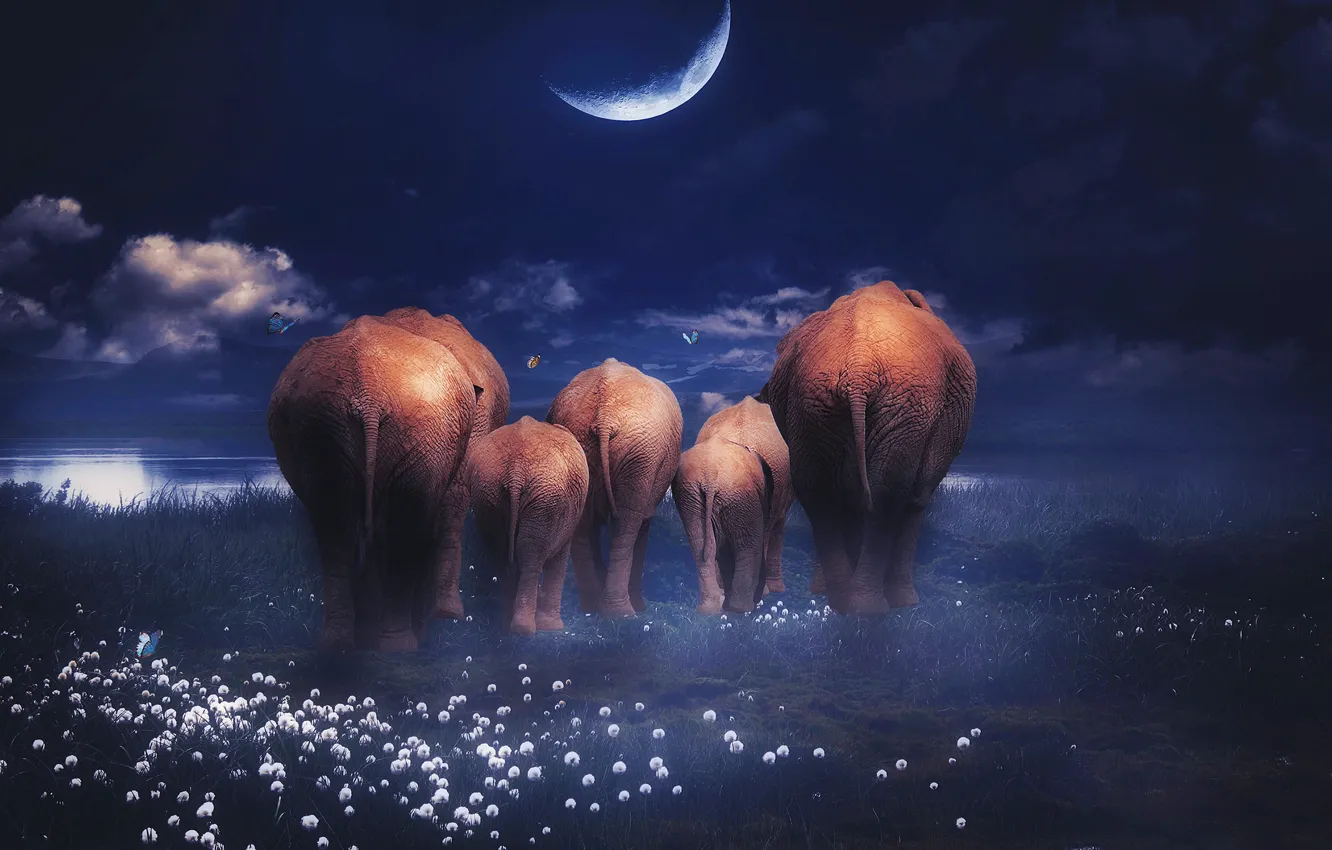 Photo wallpaper clouds, flowers, night, the dark background, rendering, the moon, butterfly, shore