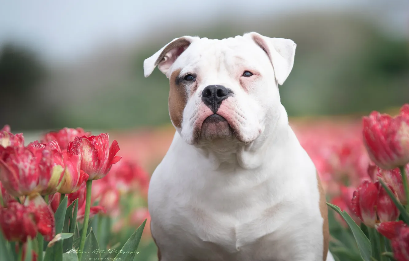 Photo wallpaper look, face, flowers, dog, tulips