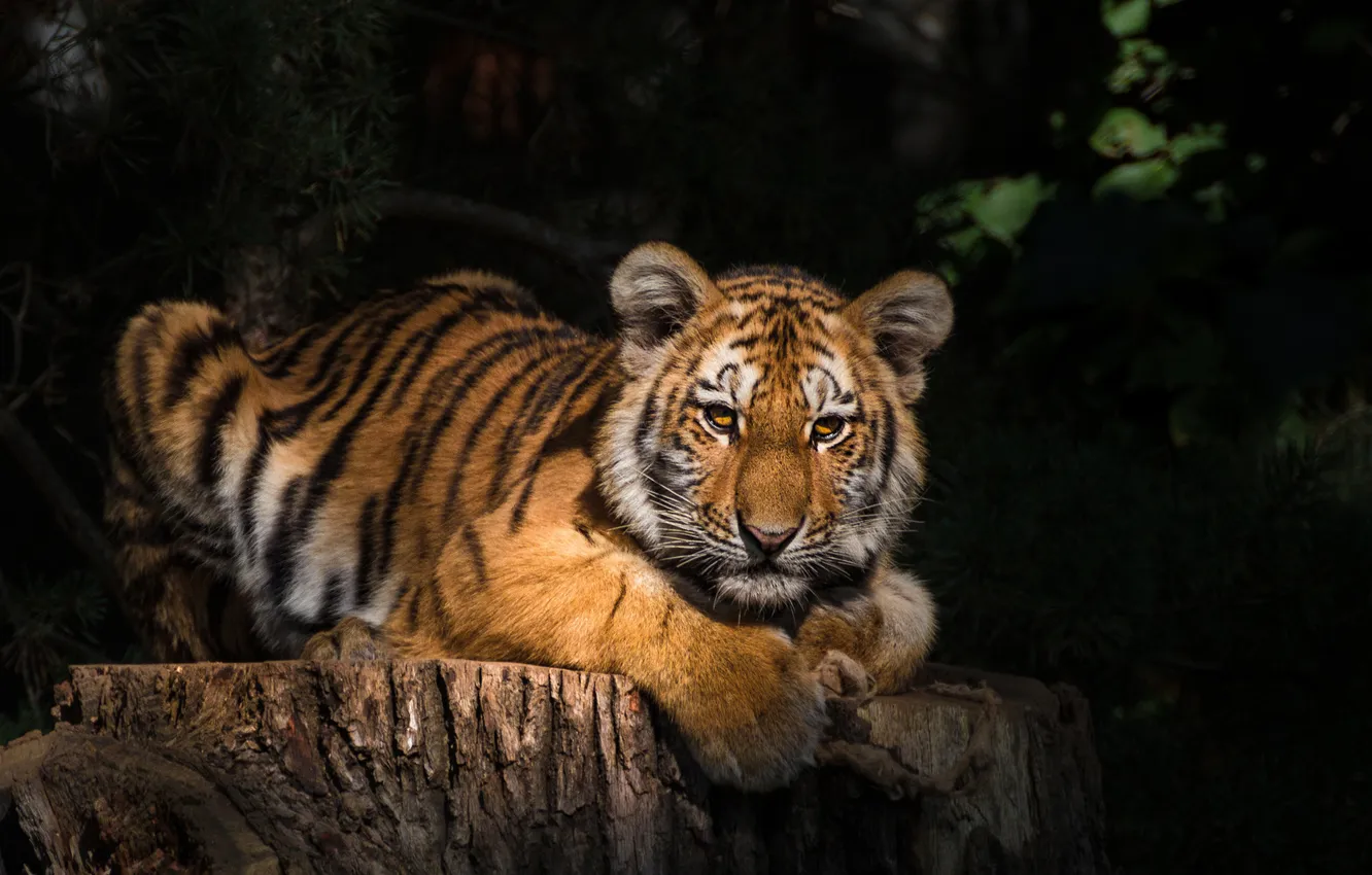 Photo wallpaper look, light, tiger, the dark background, stump, paws, lies, shadows