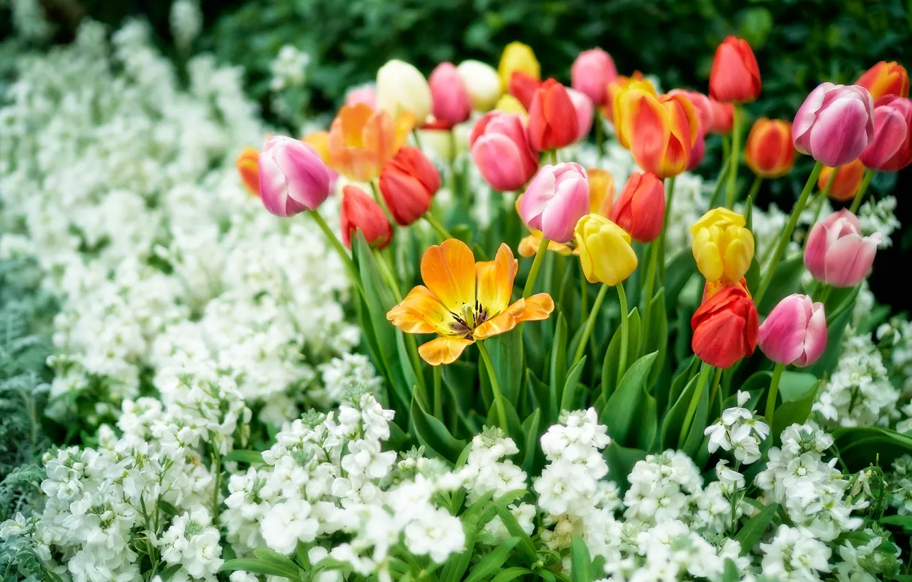 Photo wallpaper flowers, spring, yellow, garden, tulips, red, pink, white