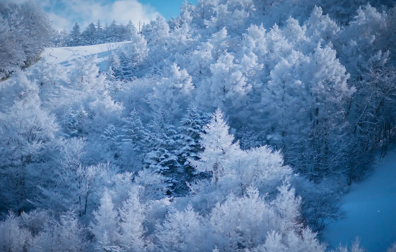 Photo wallpaper winter, frost, forest, light, snow, trees, nature, hills