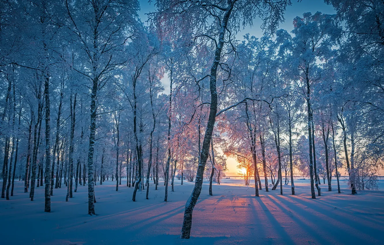 Photo wallpaper winter, forest, snow, morning