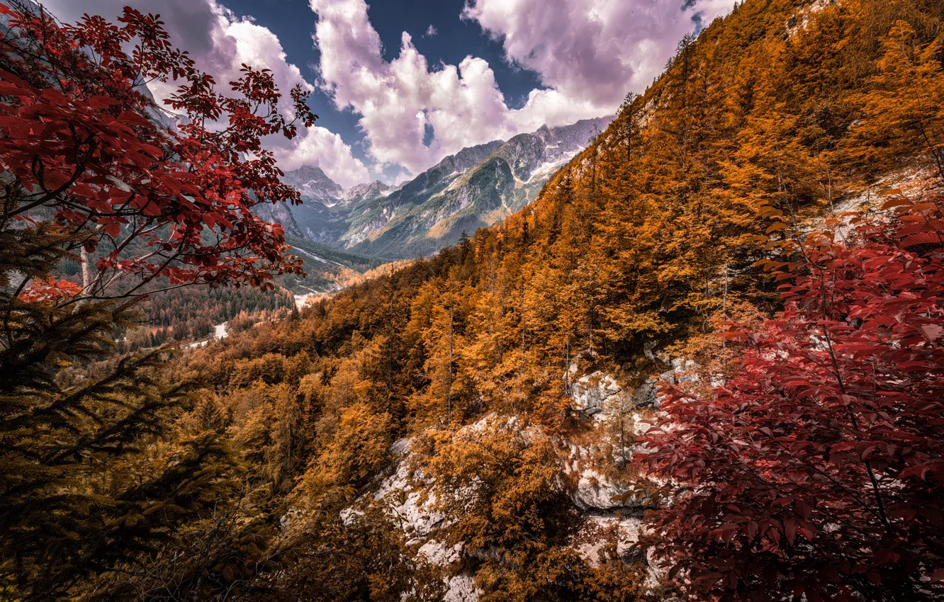 Photo wallpaper autumn, forest, trees, mountains, Alps, Slovenia, Slovenia, Alps