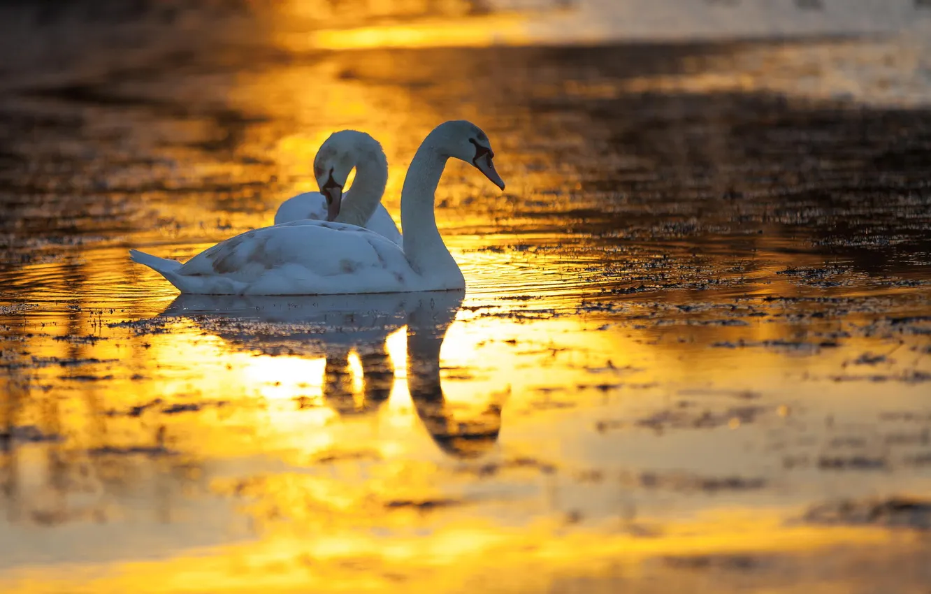 Photo wallpaper winter, birds, lake, dawn, swans