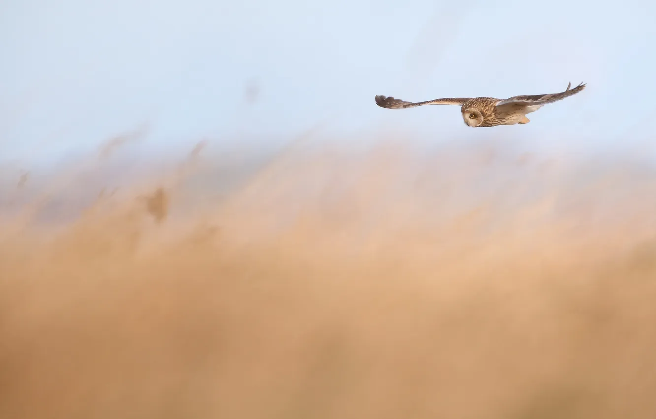 Photo wallpaper flight, owl, bird