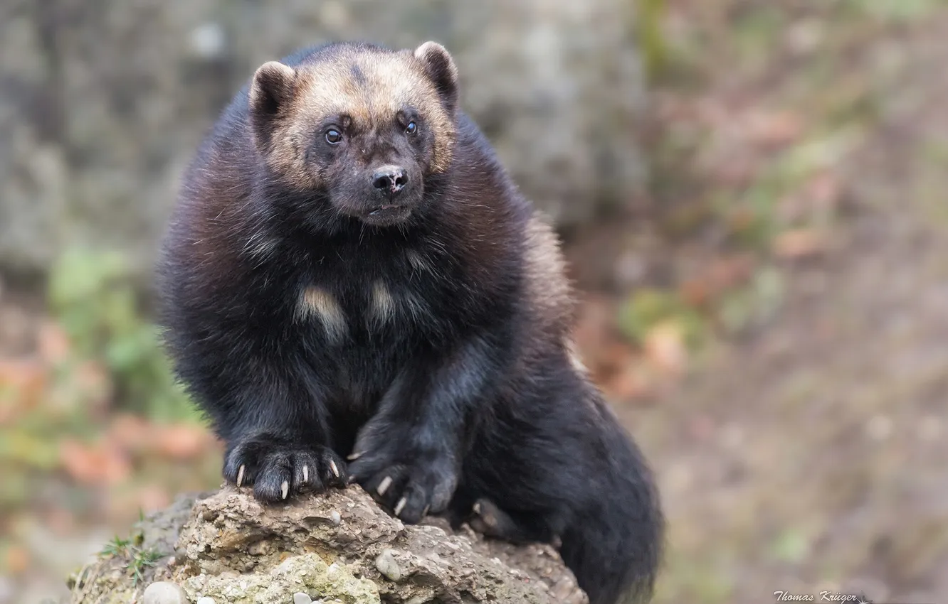 Photo wallpaper stones, Wolverine, Glutton