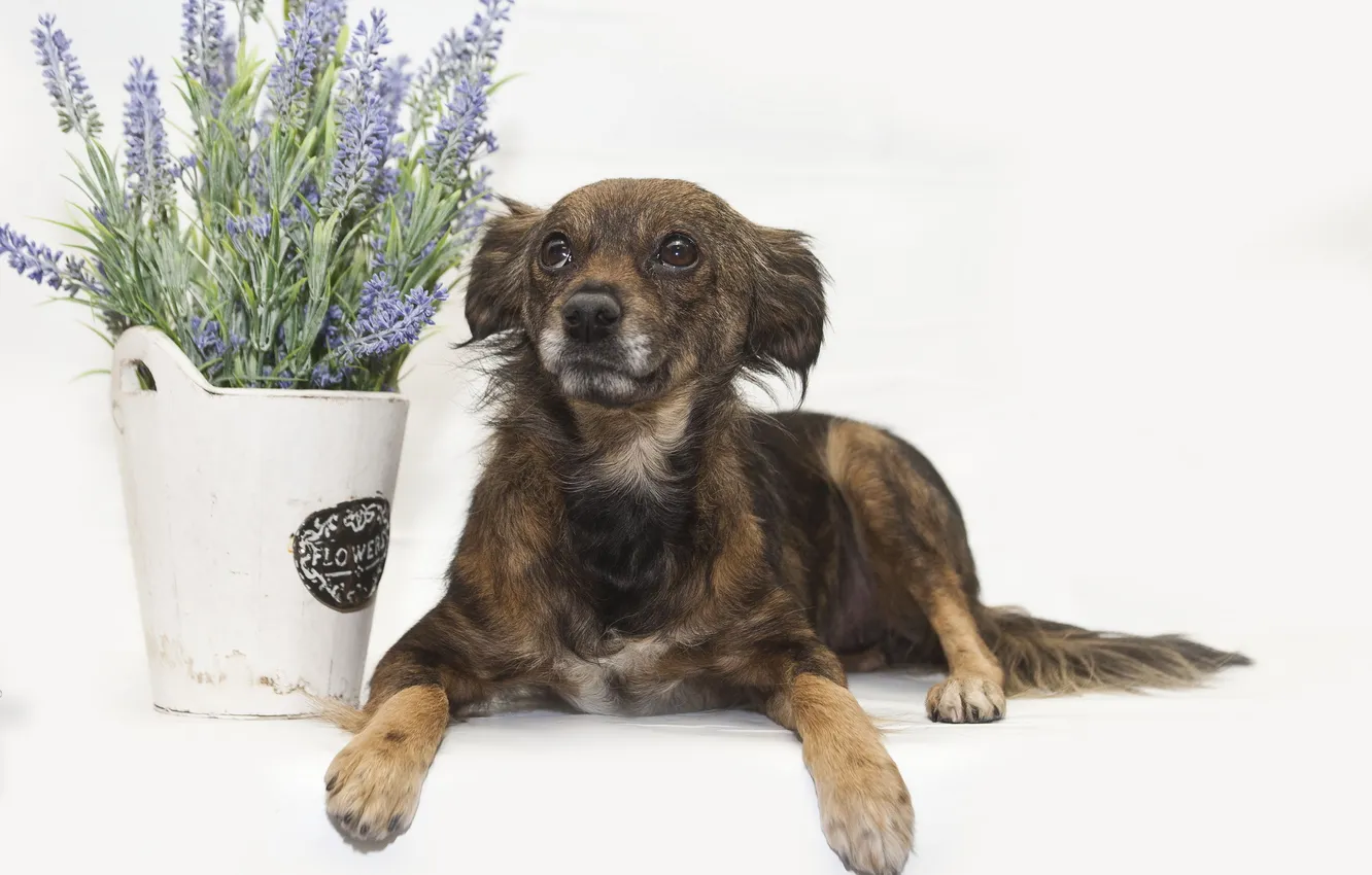 Photo wallpaper look, each, dog