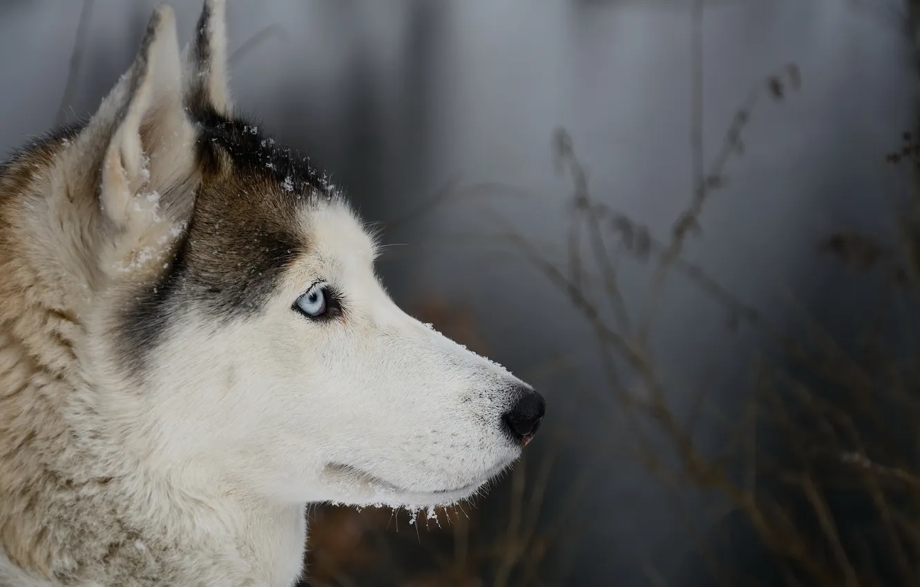 Photo wallpaper look, each, dog