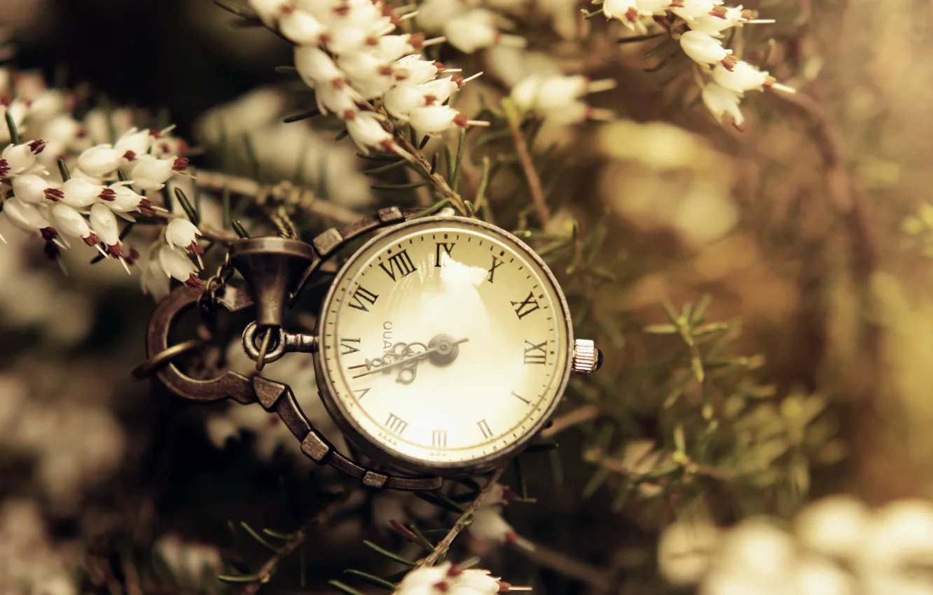 Photo wallpaper flowers, needles, branches, watch, dial