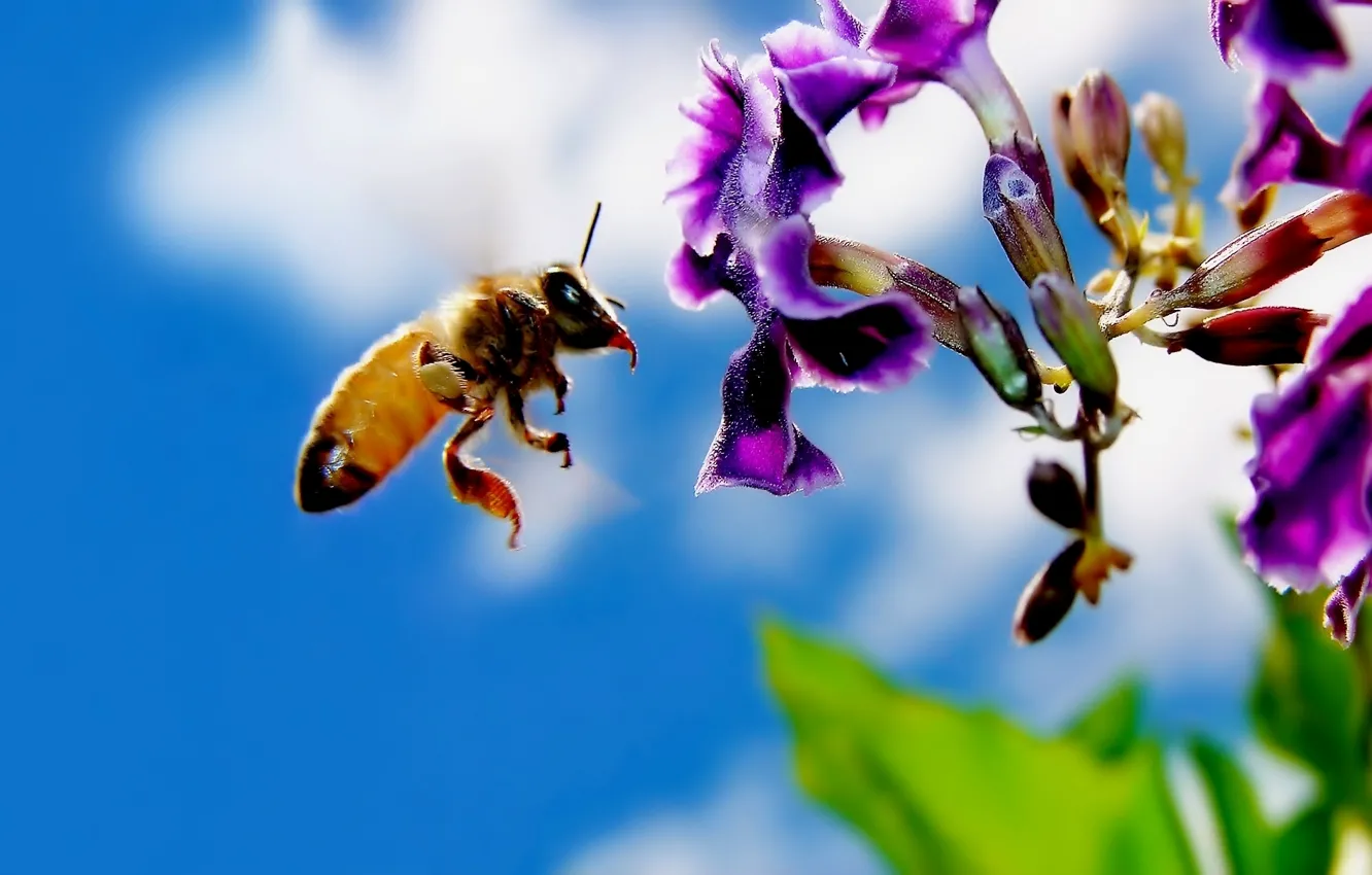 Photo wallpaper flowers, bee