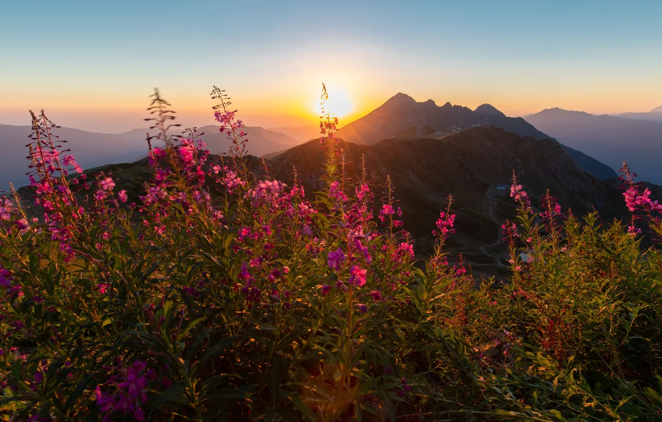 Photo wallpaper summer, the sky, the sun, flowers, mountains, fog, dawn, hills