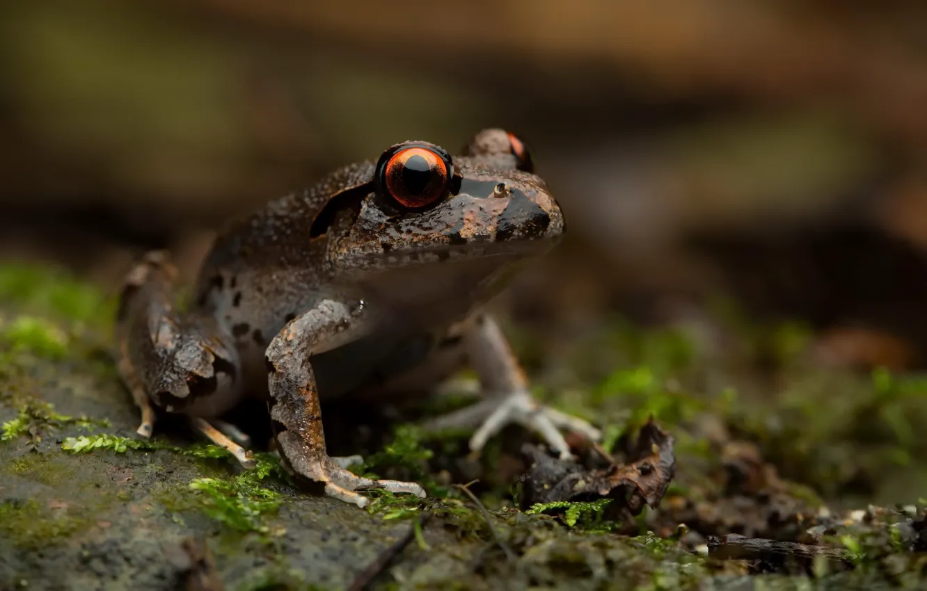 Photo wallpaper nature, background, Mixophyes fleayi, Juvenile Fleay's barred frog