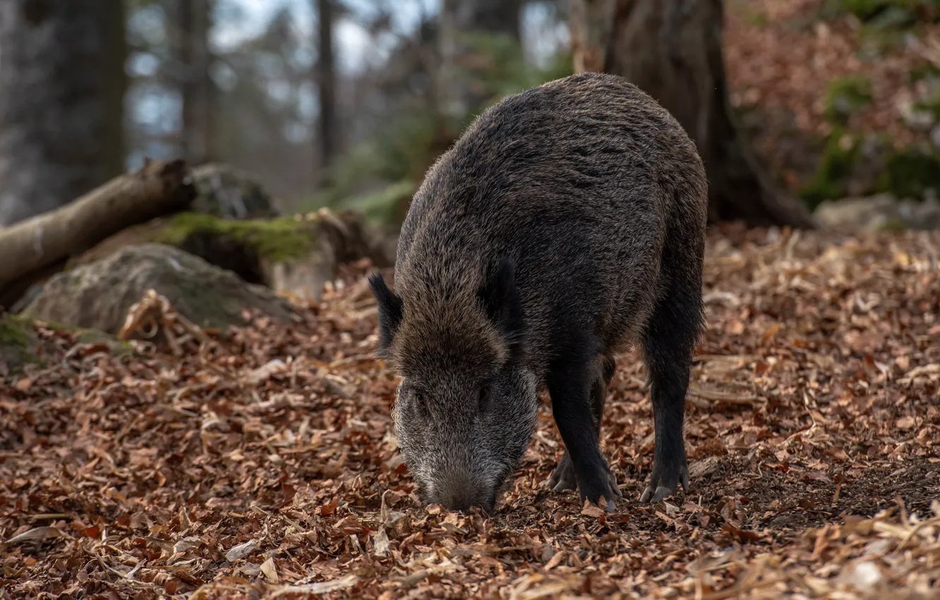 Photo wallpaper autumn, forest, trees, nature, pose, foliage, log, boar