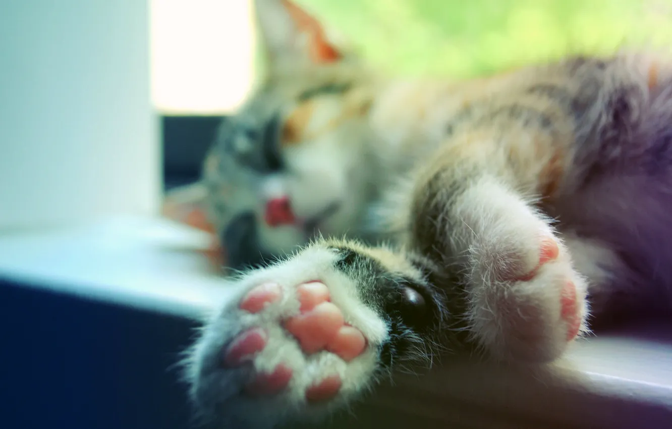 Photo wallpaper cat, cat, macro, paws, sleeping, sill