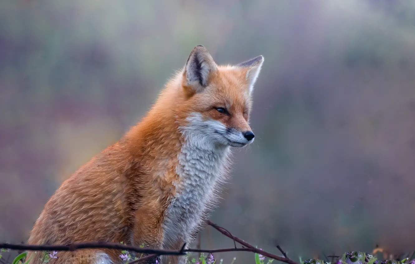 Photo wallpaper look, red, background, flowers, glade, sitting, branches, Fox