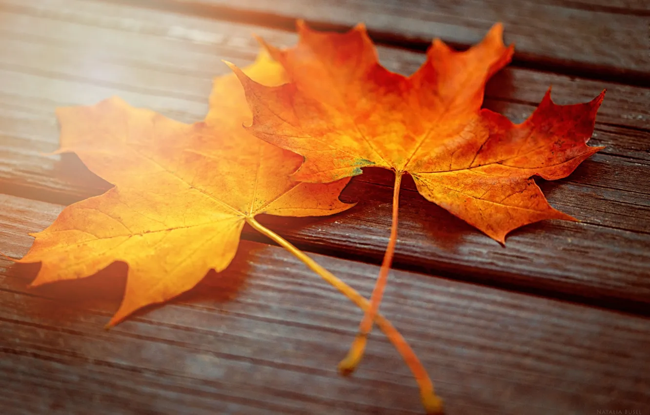 Photo wallpaper autumn, leaves, macro, light, Board, two, maple