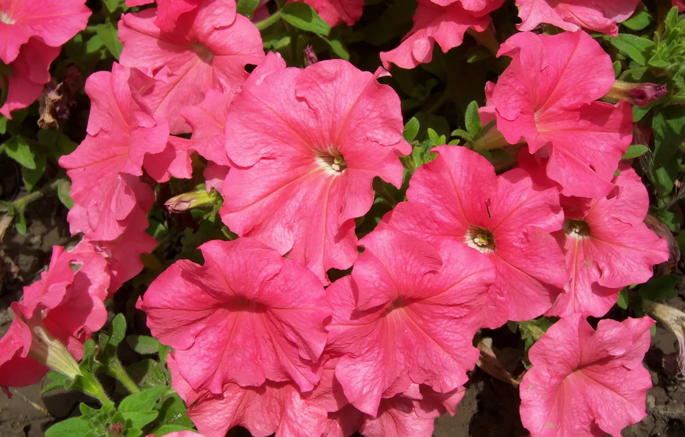 Photo wallpaper flowers, pink, Bush, Petunia, Mamala ©