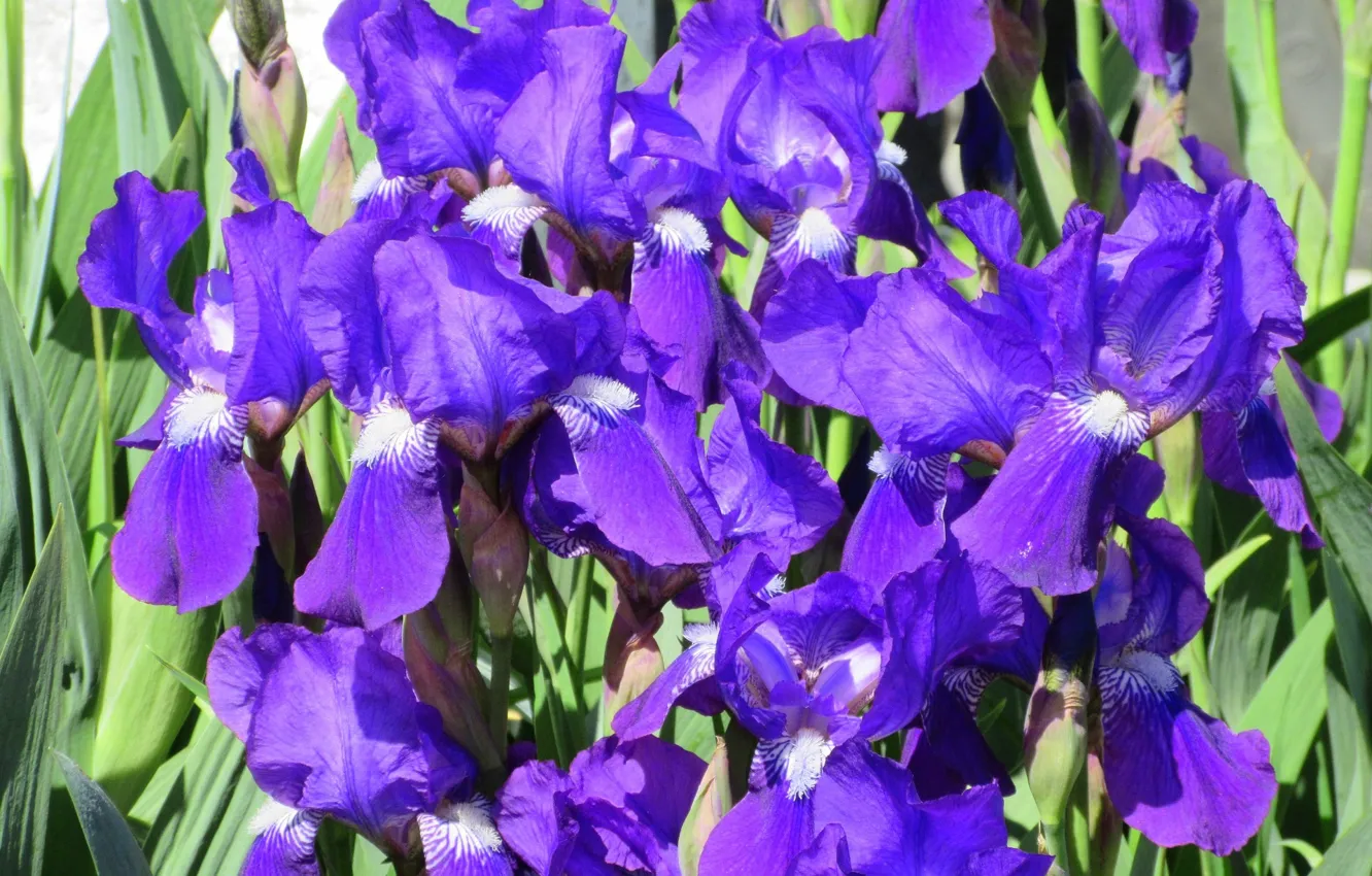 Photo wallpaper flowers, iris, spring 2018, Mamala ©