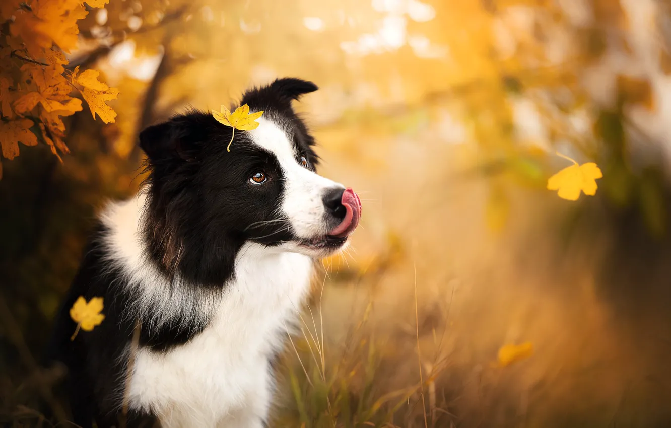 Photo wallpaper autumn, leaves, nature, animal, dog, dog, the border collie