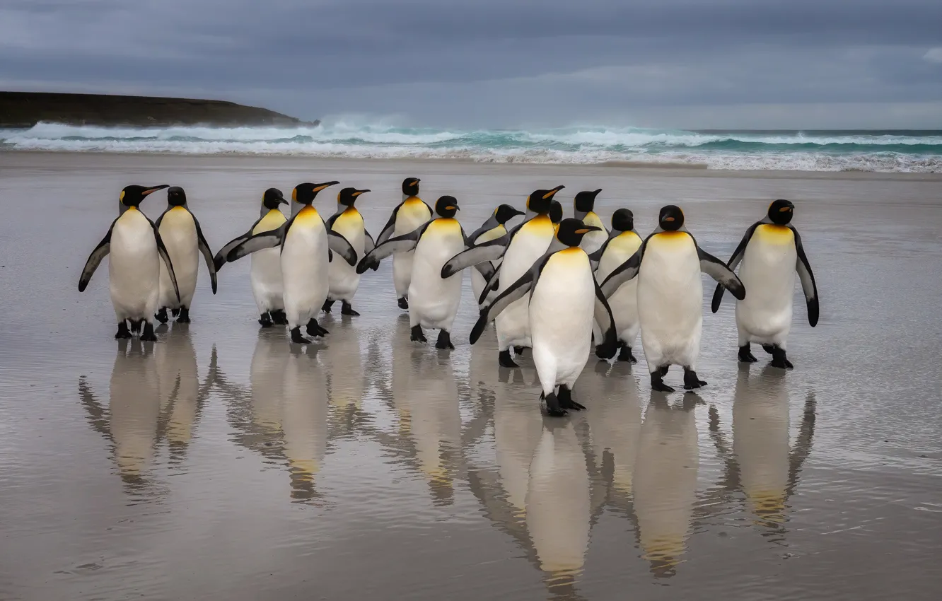 Photo wallpaper sea, beach, bird, shore, pack, group, penguins, a lot