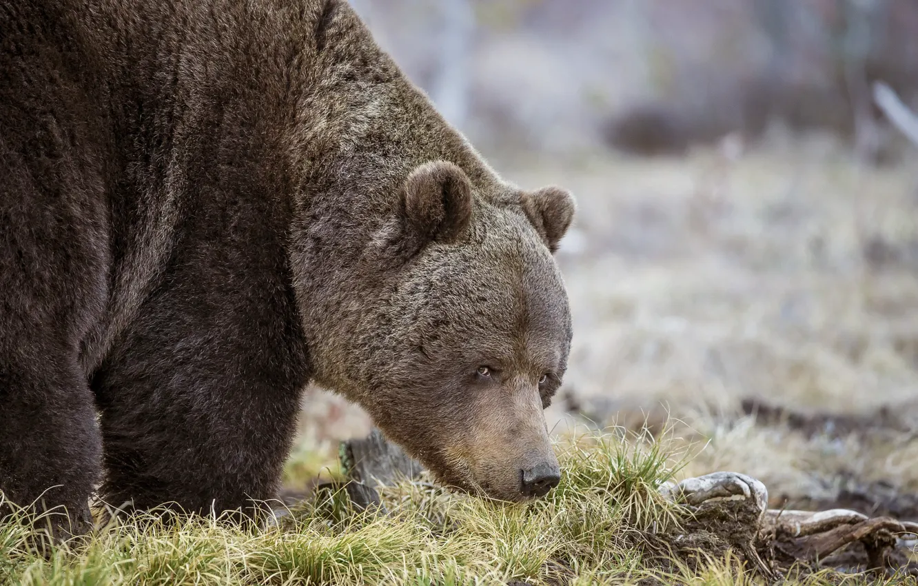Photo wallpaper grass, look, nature, animal, predator, bear, Sergey Kulikov