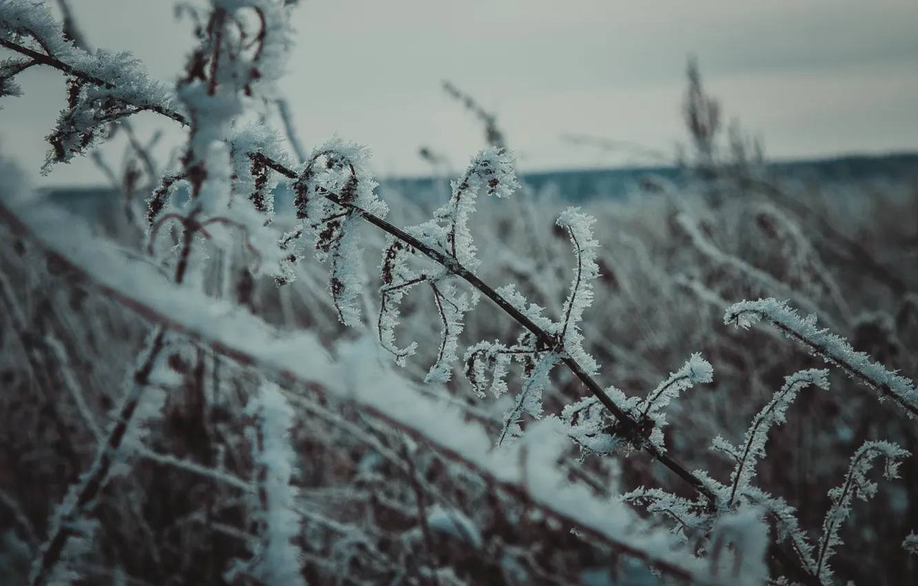 Photo wallpaper winter, frost, snow, nature