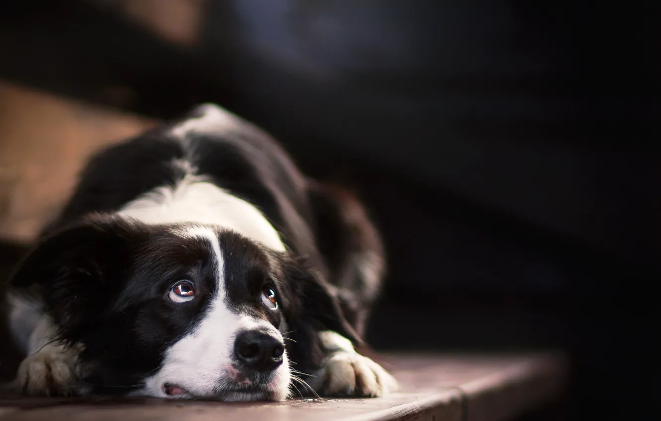 Photo wallpaper look, background, dog