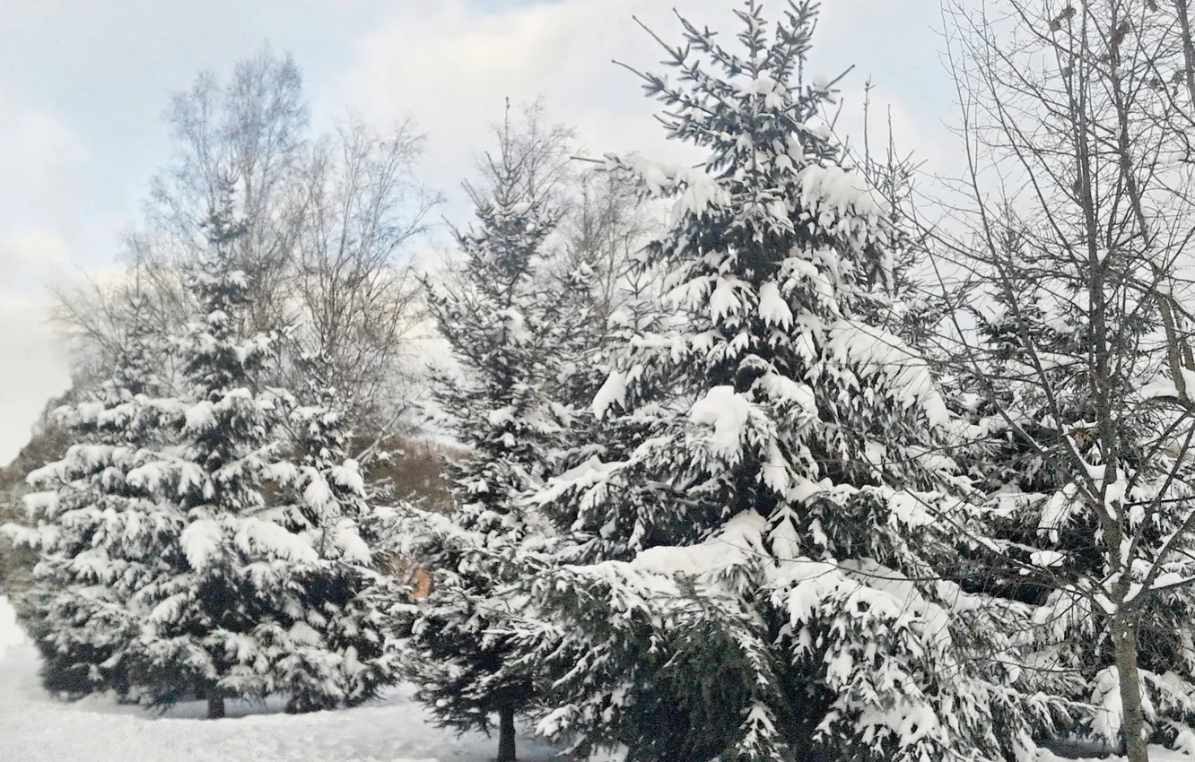 Photo wallpaper winter, snow, tree, December 2024