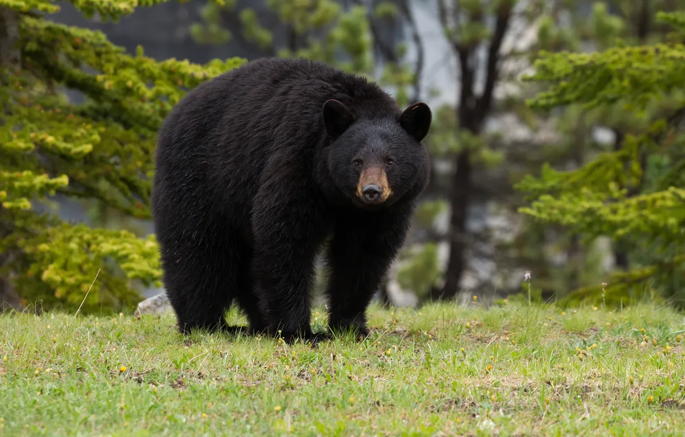 Photo wallpaper forest, bear, Baribal, Black bear