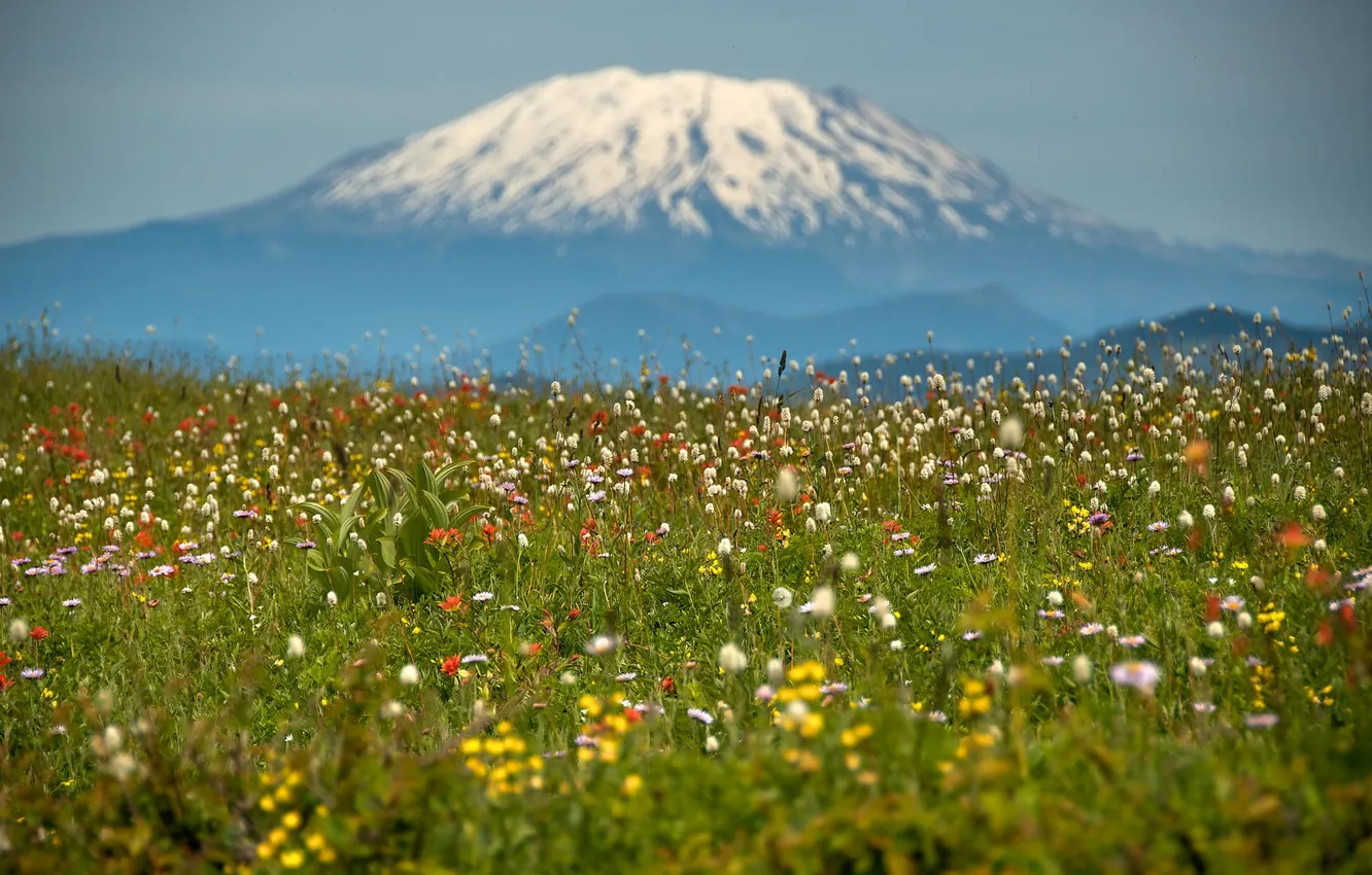 Photo wallpaper field, snow, flowers, mountains, nature, tops