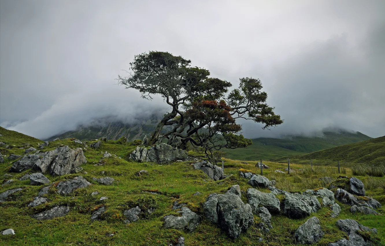 Photo wallpaper trees, mountains, fog, stones