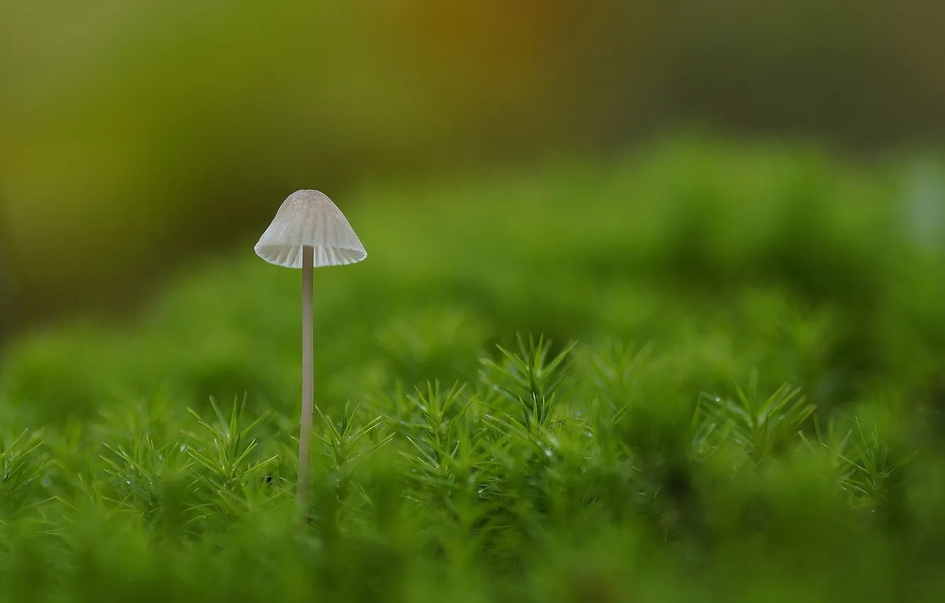 Photo wallpaper macro, green, mushrooms, moss, toadstool