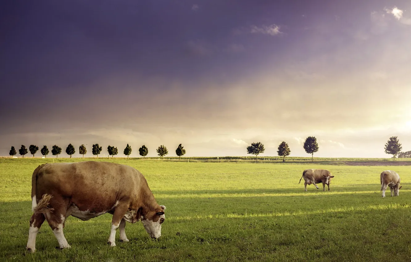 Photo wallpaper field, summer, cows, cattle