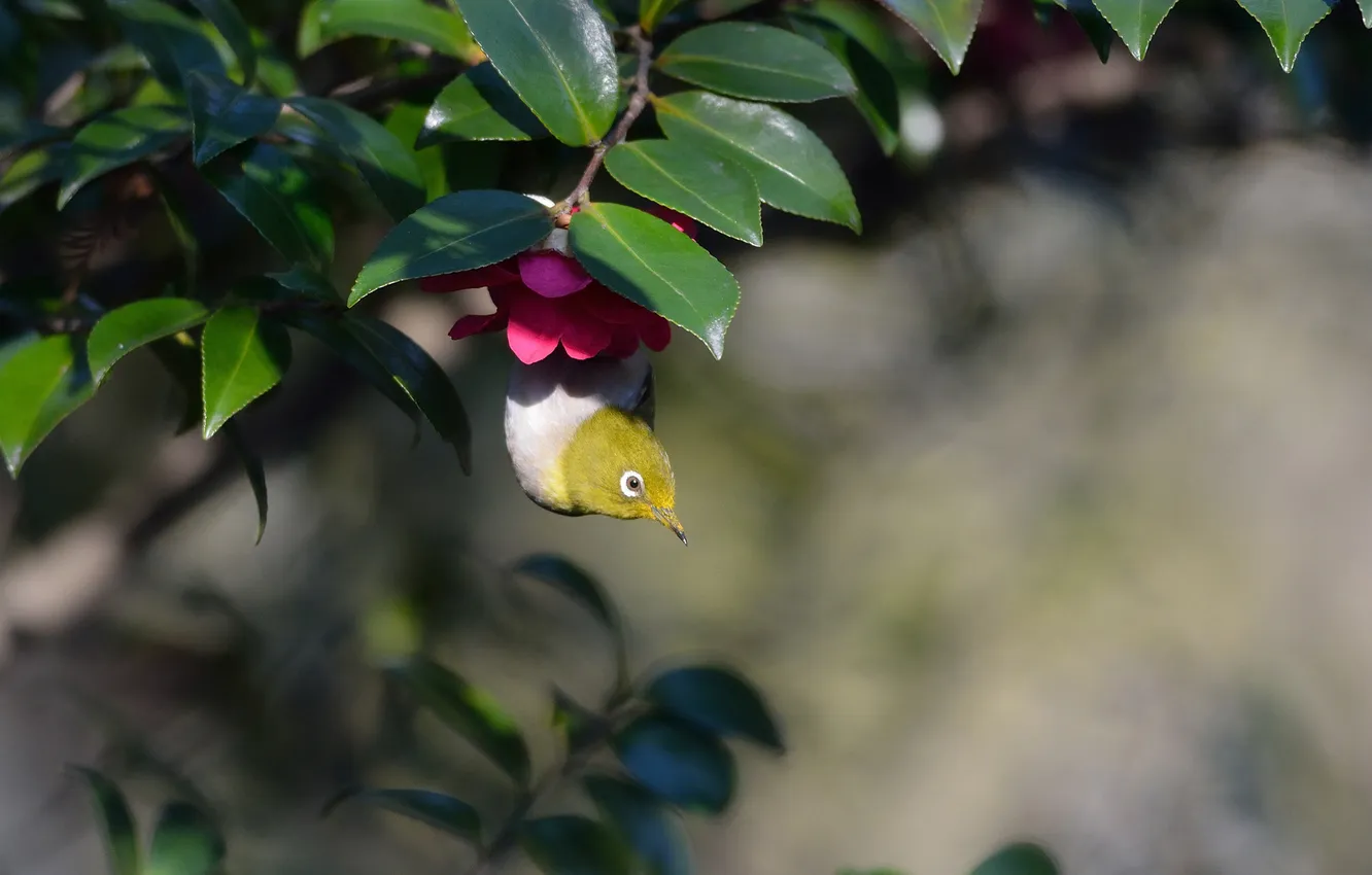 Photo wallpaper leaves, trees, yellow, nature, bird