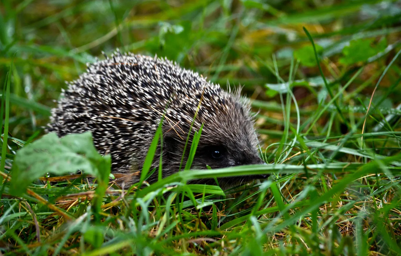Photo wallpaper grass, needles, green, hedgehog