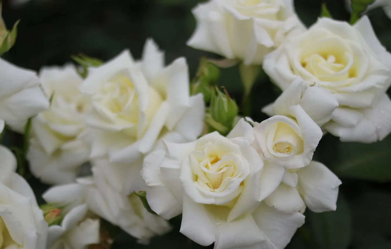 Photo wallpaper macro, roses, petals, buds, white roses