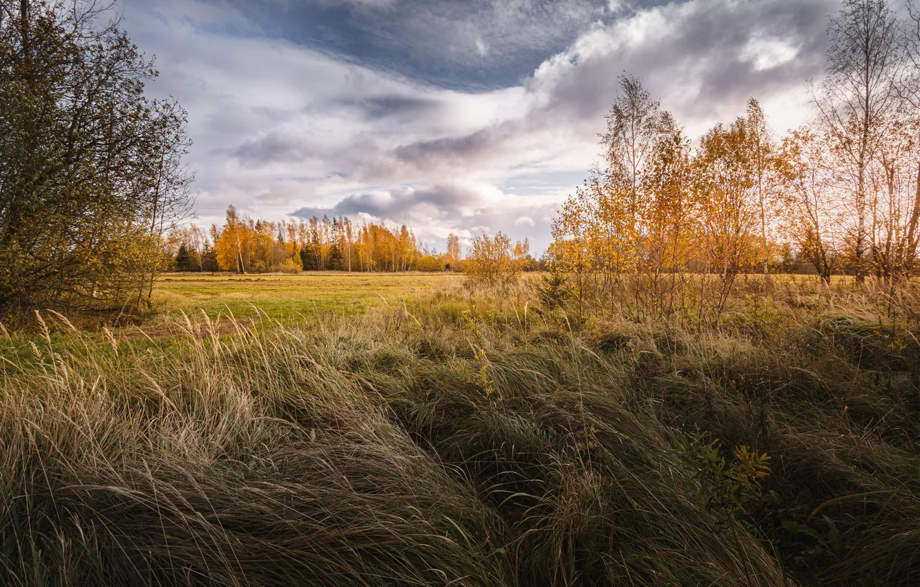 Photo wallpaper grass, trees, leaves, grassland