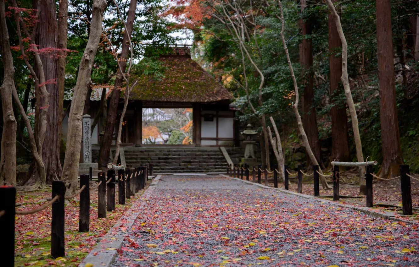 Photo wallpaper Autumn, Trees, Japan, Leaves, Gate, Temple, Track, Kyoto
