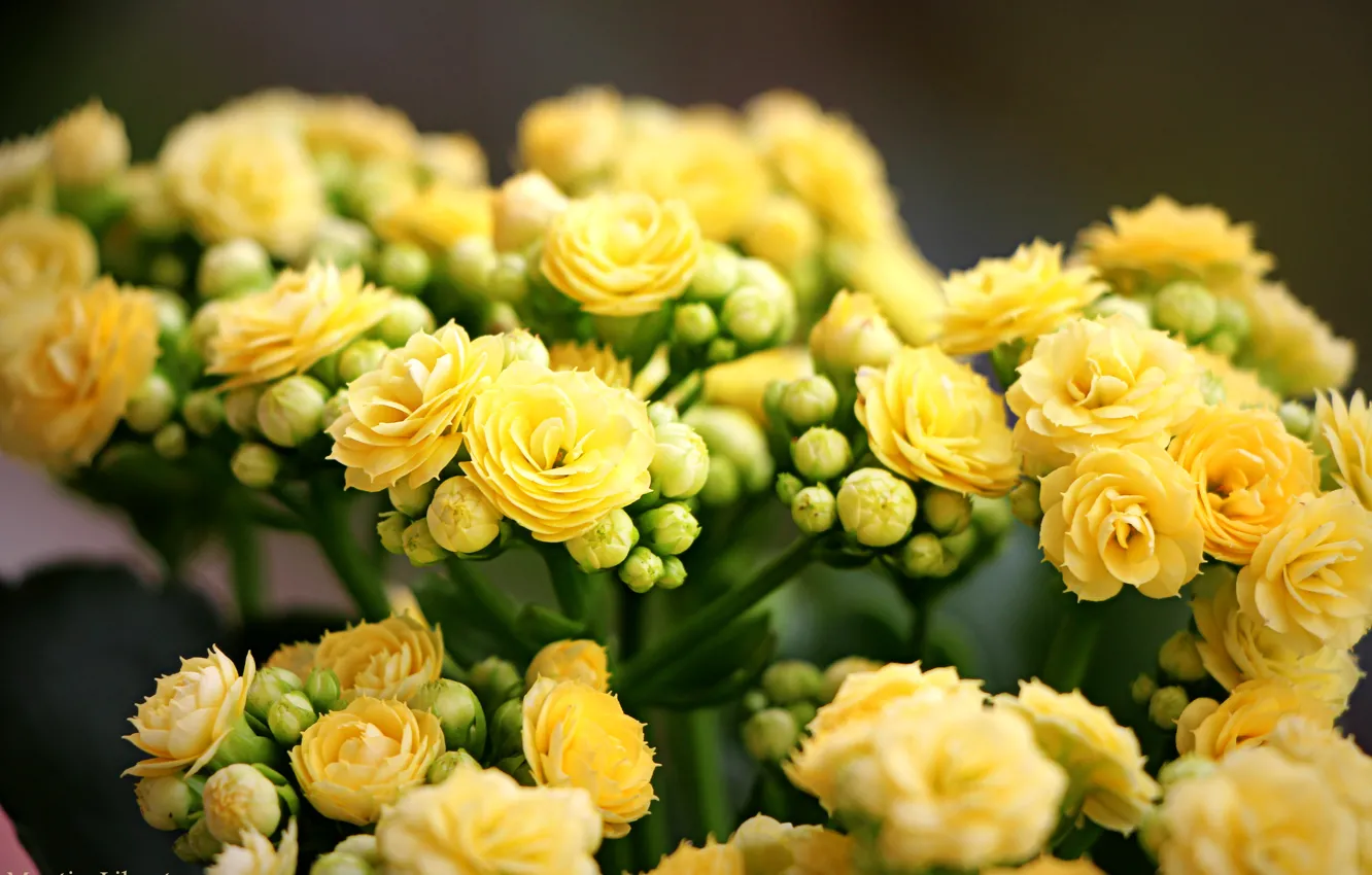 Photo wallpaper macro, yellow, spring, buds, Kalanchoe, yellow flowers