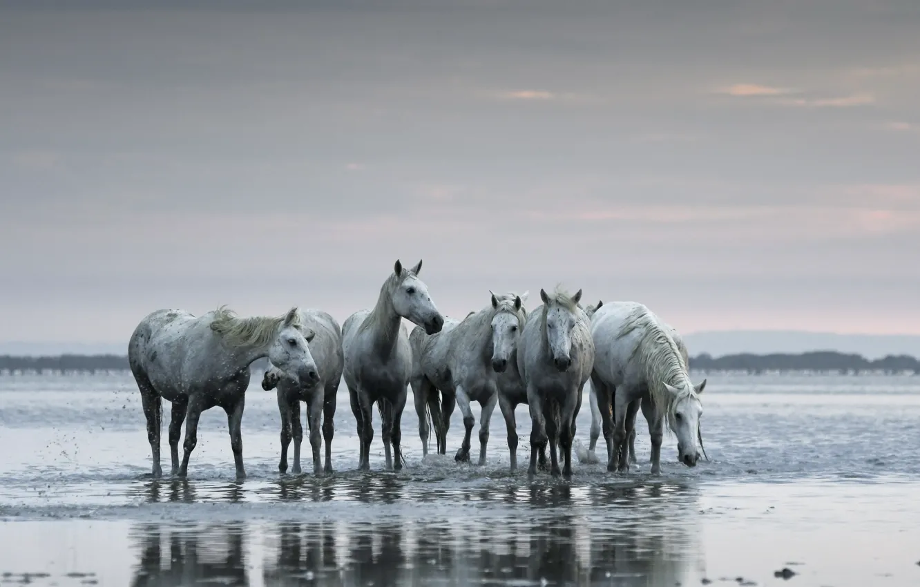 Photo wallpaper lake, shore, horses