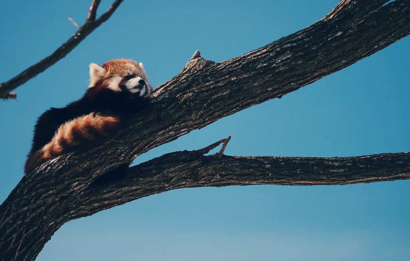 Photo wallpaper tree, sleeping, firefox, Red Panda