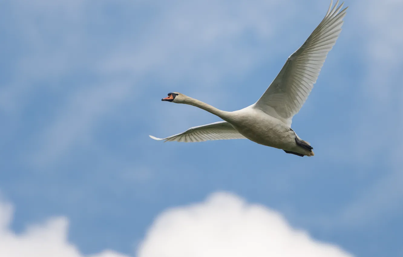 Photo wallpaper white, the sky, clouds, flight, blue, bird, swans, blue background