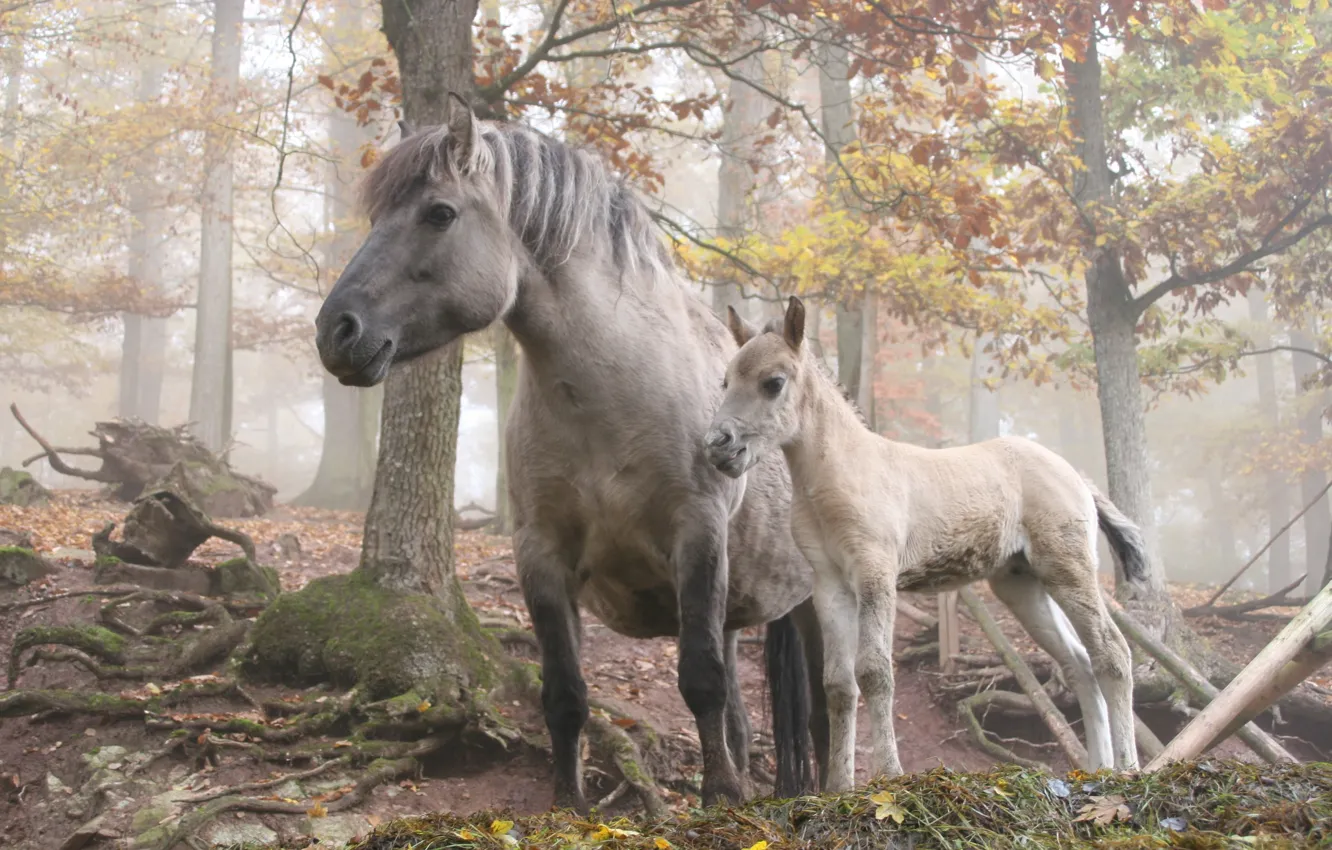 Photo wallpaper forest, trees, horse
