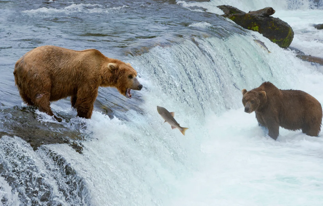 Photo wallpaper river, animals, waterfall, fish, bears, hunting