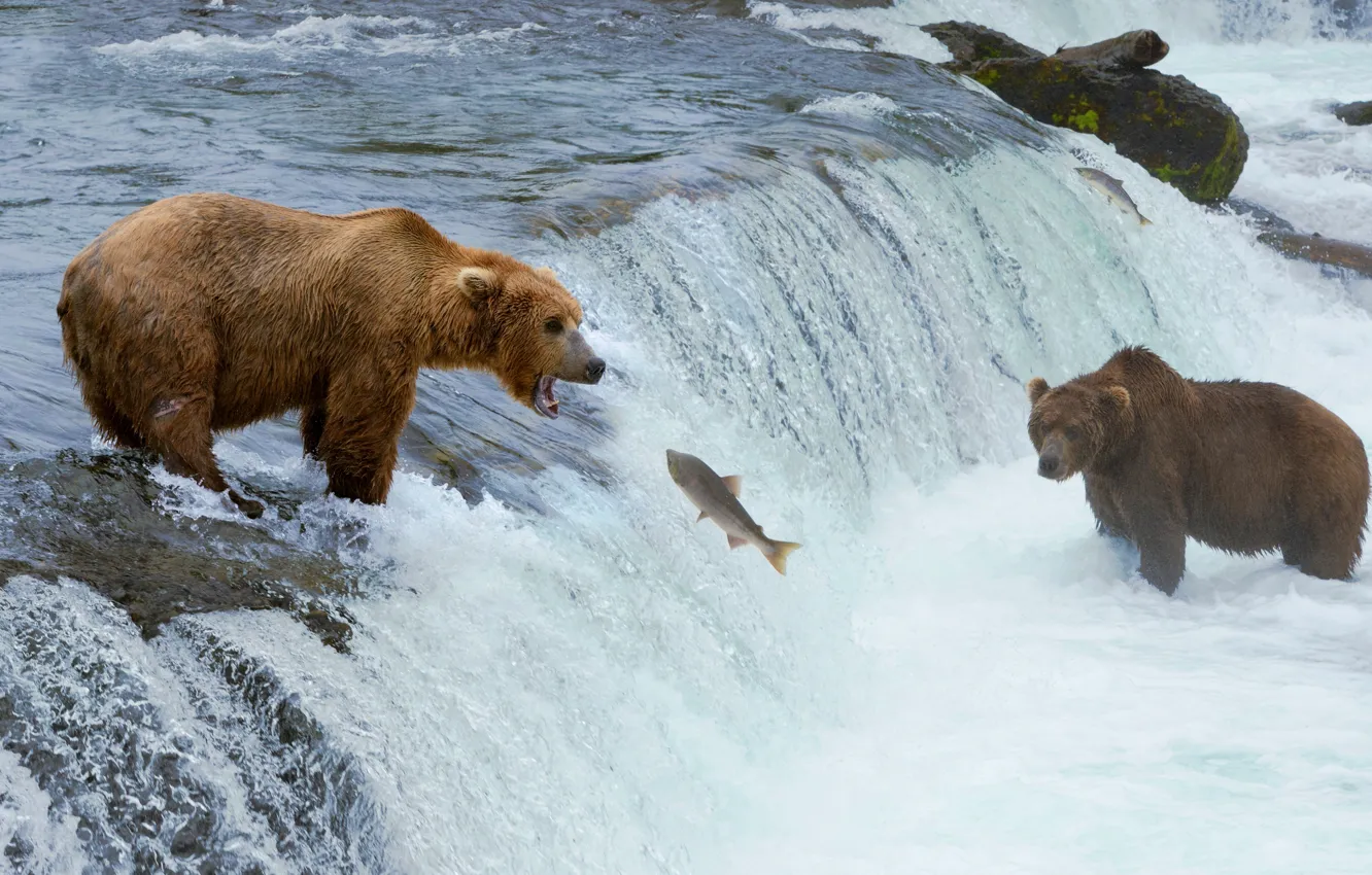 Photo wallpaper river, waterfall, fish, bear, hunting, beast